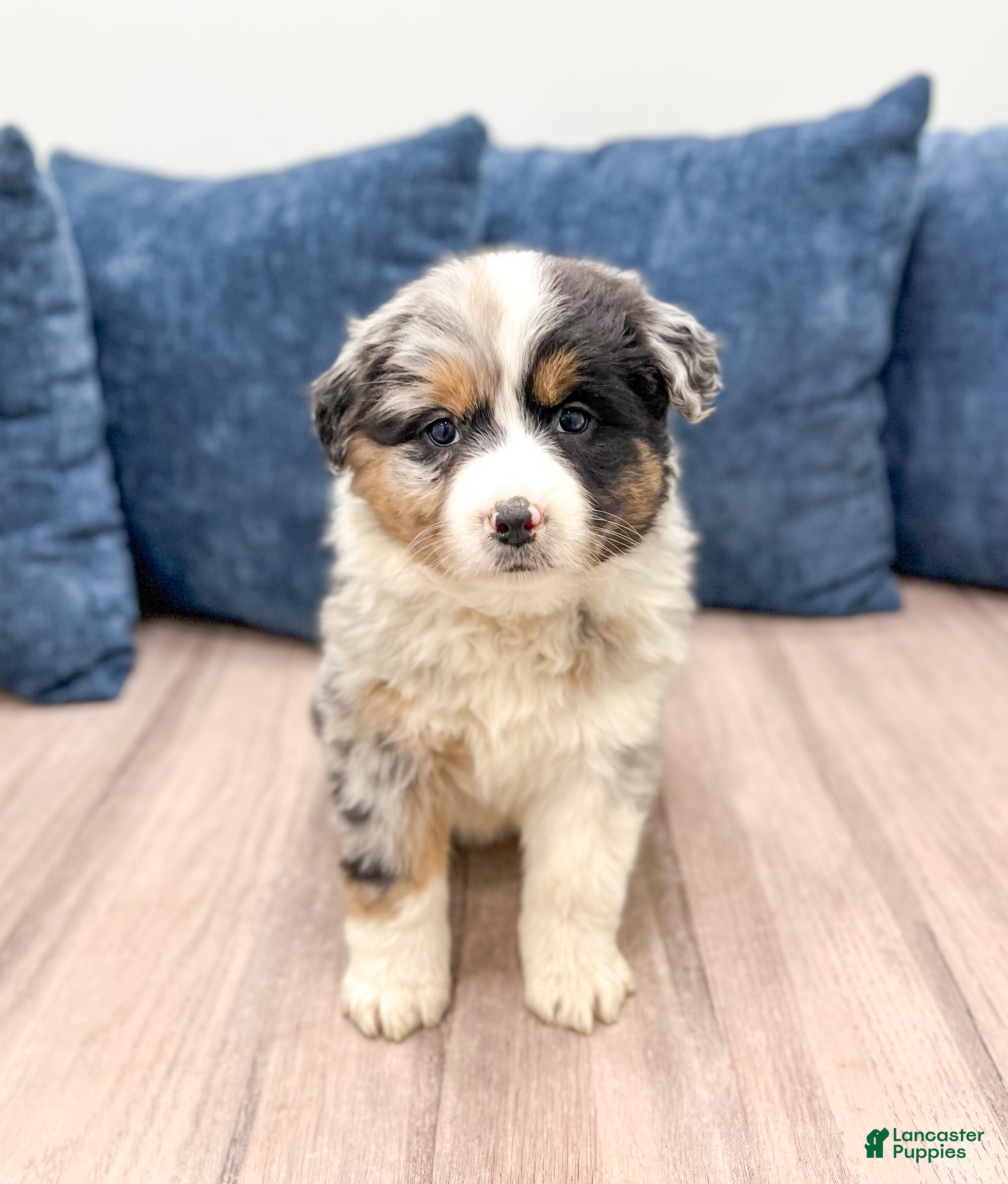 Australian Shepherd dogs Chloe - Ad 33