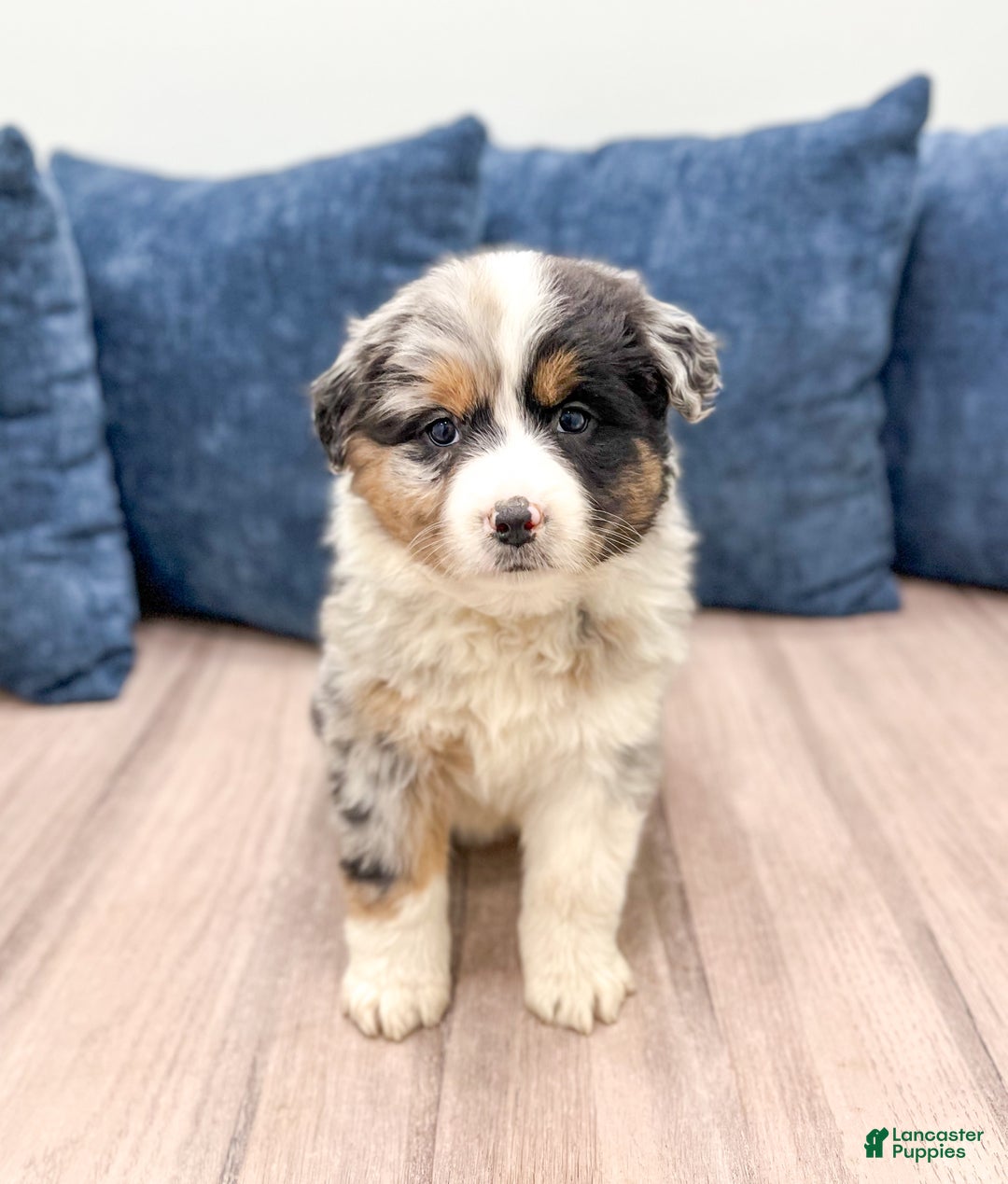 Australian Shepherd dogs for sale: Chloe - Ad 1