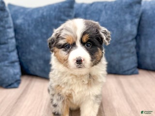 Australian Shepherd dogs Chloe - Ad 33