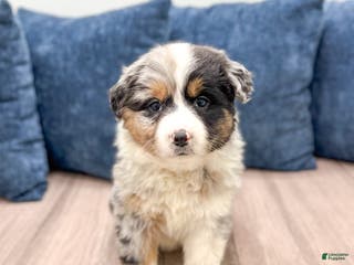 Australian Shepherd dogs Chloe - Ad 29