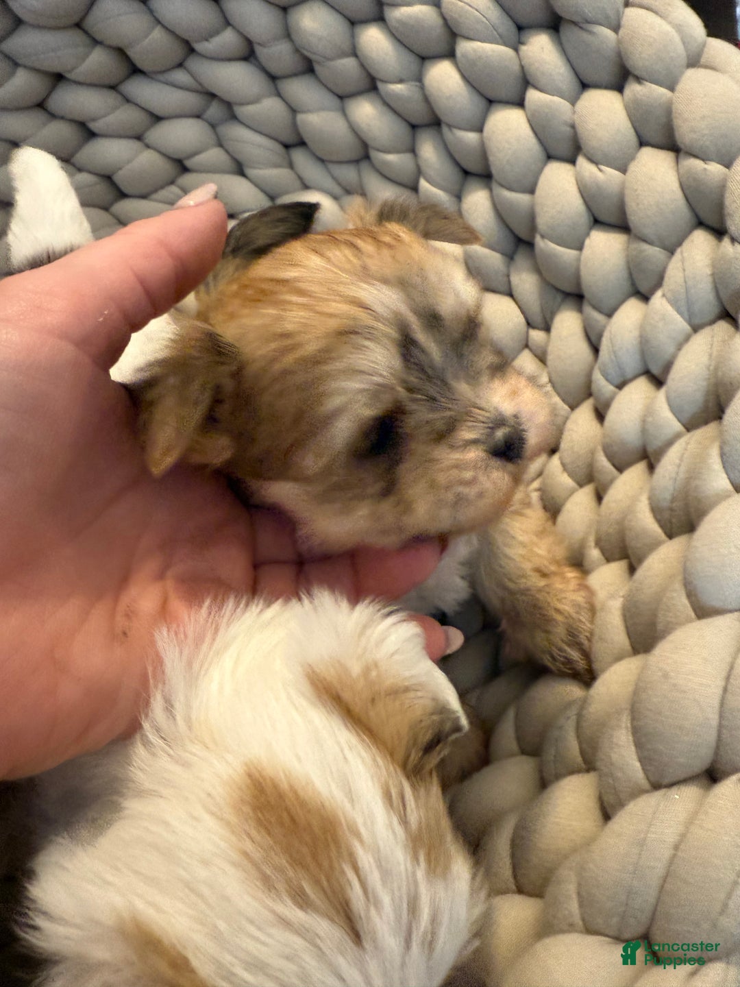 Morkie dogs for sale: TEACUP JOY  - Ad 5