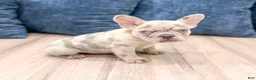 French Bulldog dogs for sale: Marco - Ad 4