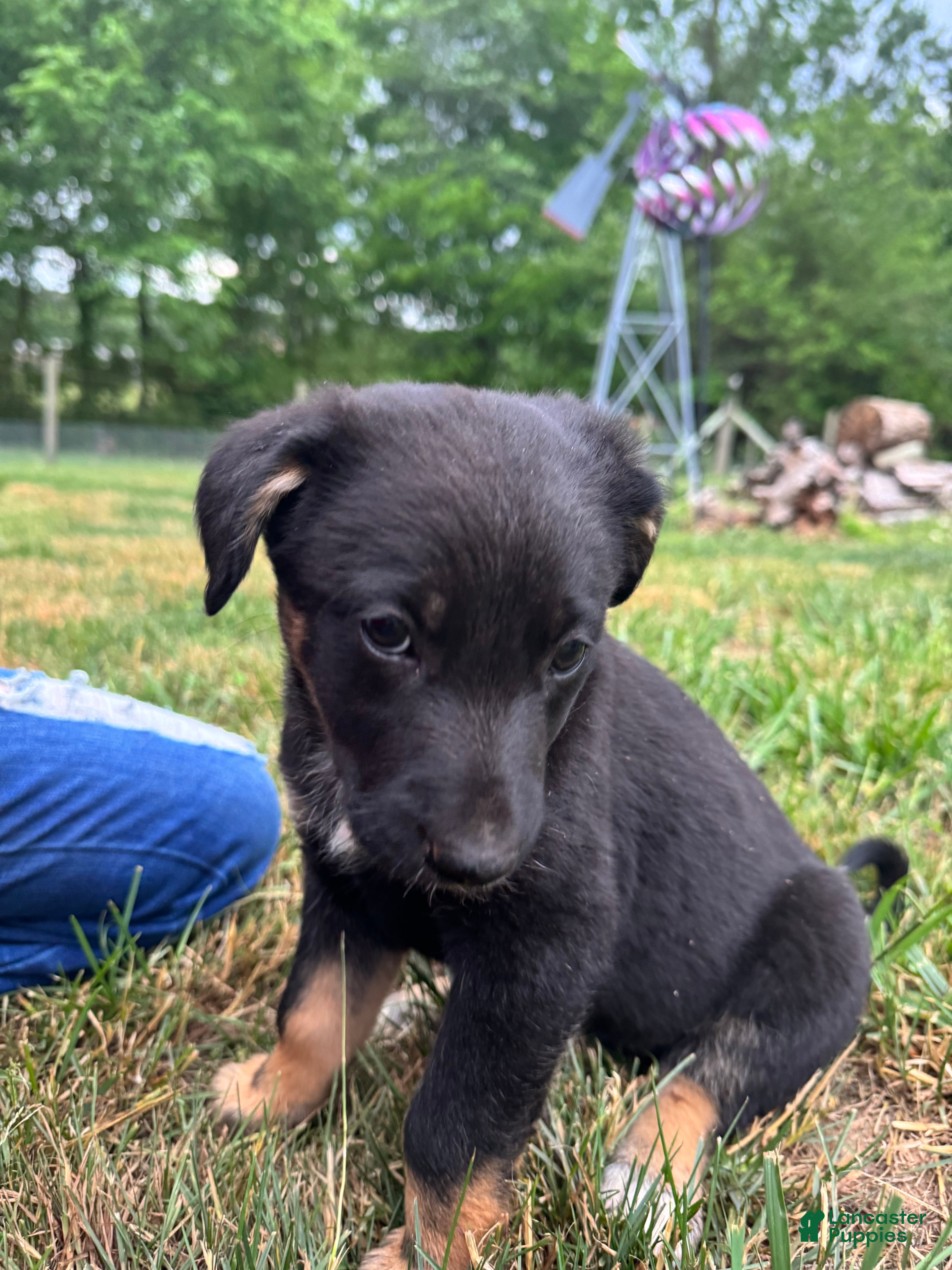 Mixed Breed dogs Mixed Breed Puppy 6 - Ad 37