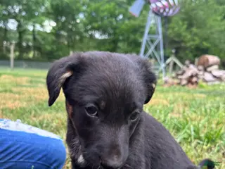 Mixed Breed dogs Mixed Breed Puppy 6 - Ad 37