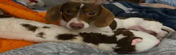 Dachshund dogs for sale: Dachshund 1 - Ad 5