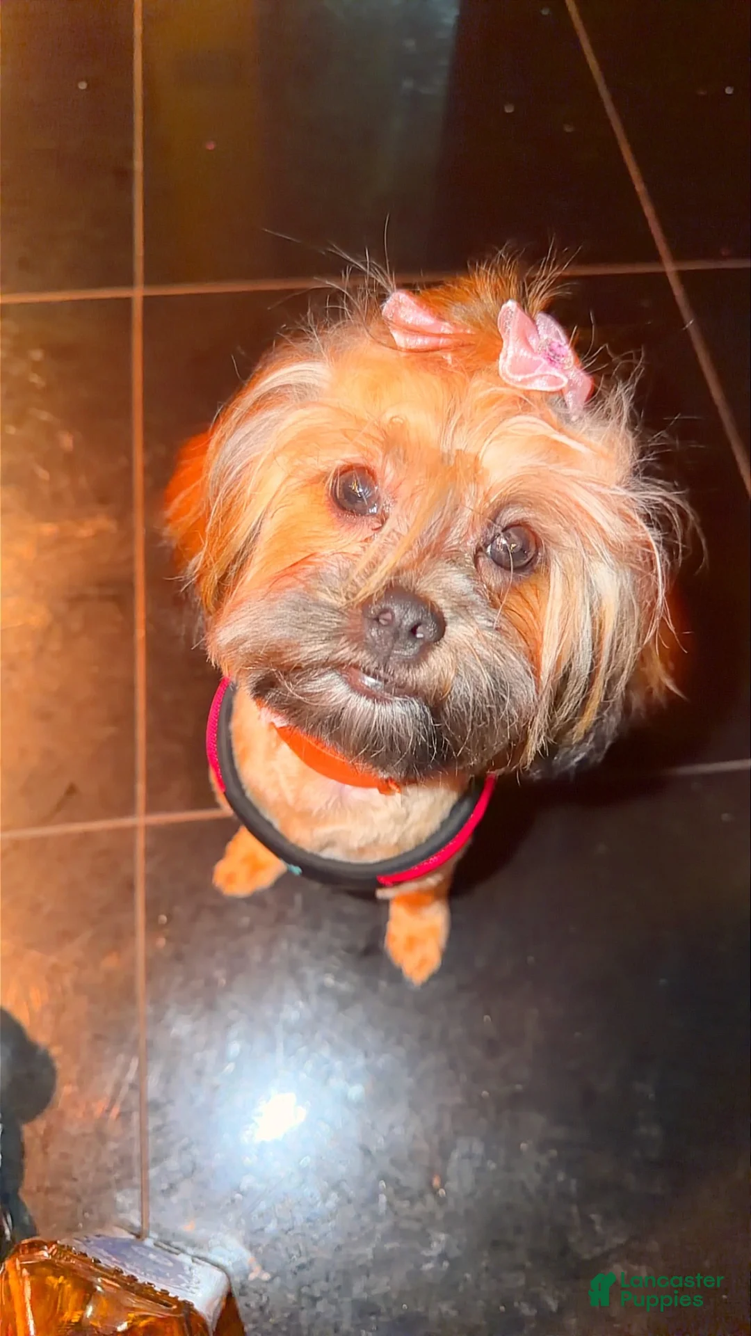 Shihpoo dogs for sale: Milano  - Ad 1