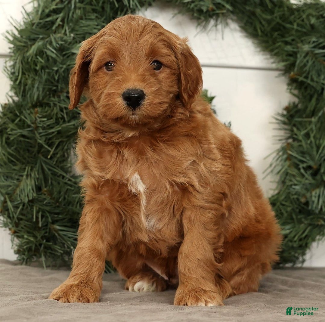 Mini Goldendoodle dogs for sale: Sarge - Ad 5