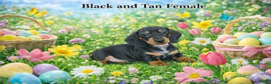 Miniature Dachshund Puppy 4