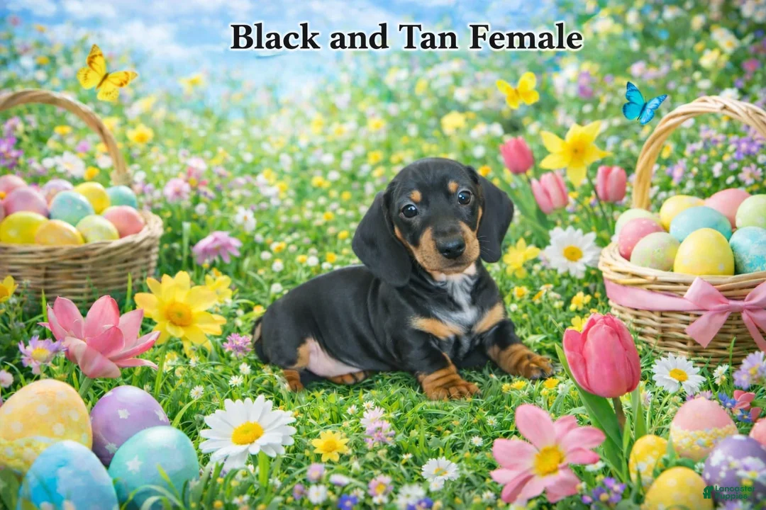 Miniature Dachshund dogs for sale: Miniature Dachshund Puppy 4 - Ad 1