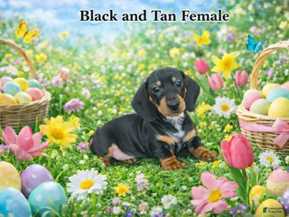 Miniature Dachshund dogs Miniature Dachshund Puppy 4 - Ad 23