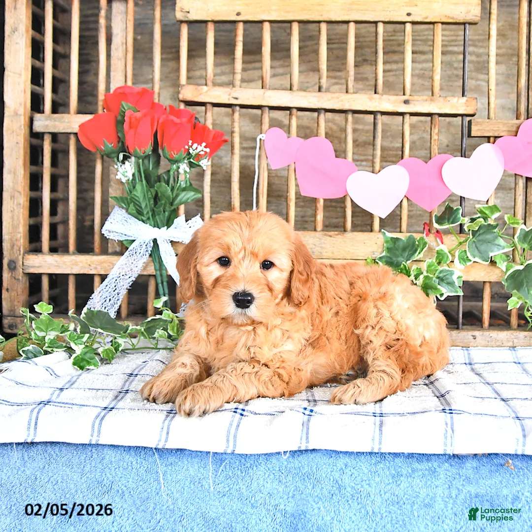 Mini Goldendoodle dogs for sale: Mason - Ad 1