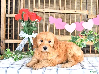 Mini Goldendoodle dogs Mason - Ad 41