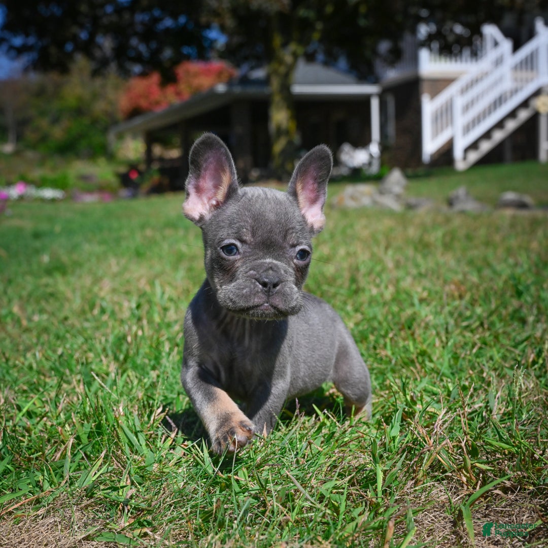 French Bulldog dogs for sale: Charlie - Ad 4
