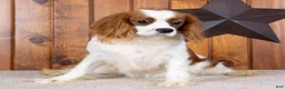 Cavalier King Charles Spaniel dogs for sale: Drew - Ad 1