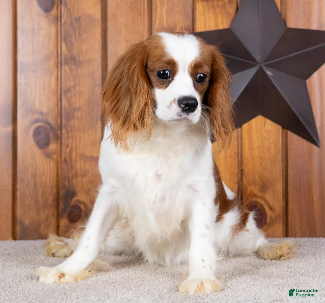 Cavalier King Charles Spaniel dogs for sale: Drew - Ad 1