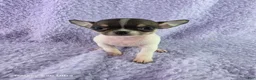 Chihuahua dogs for sale: AKC Fiona  - Ad 6