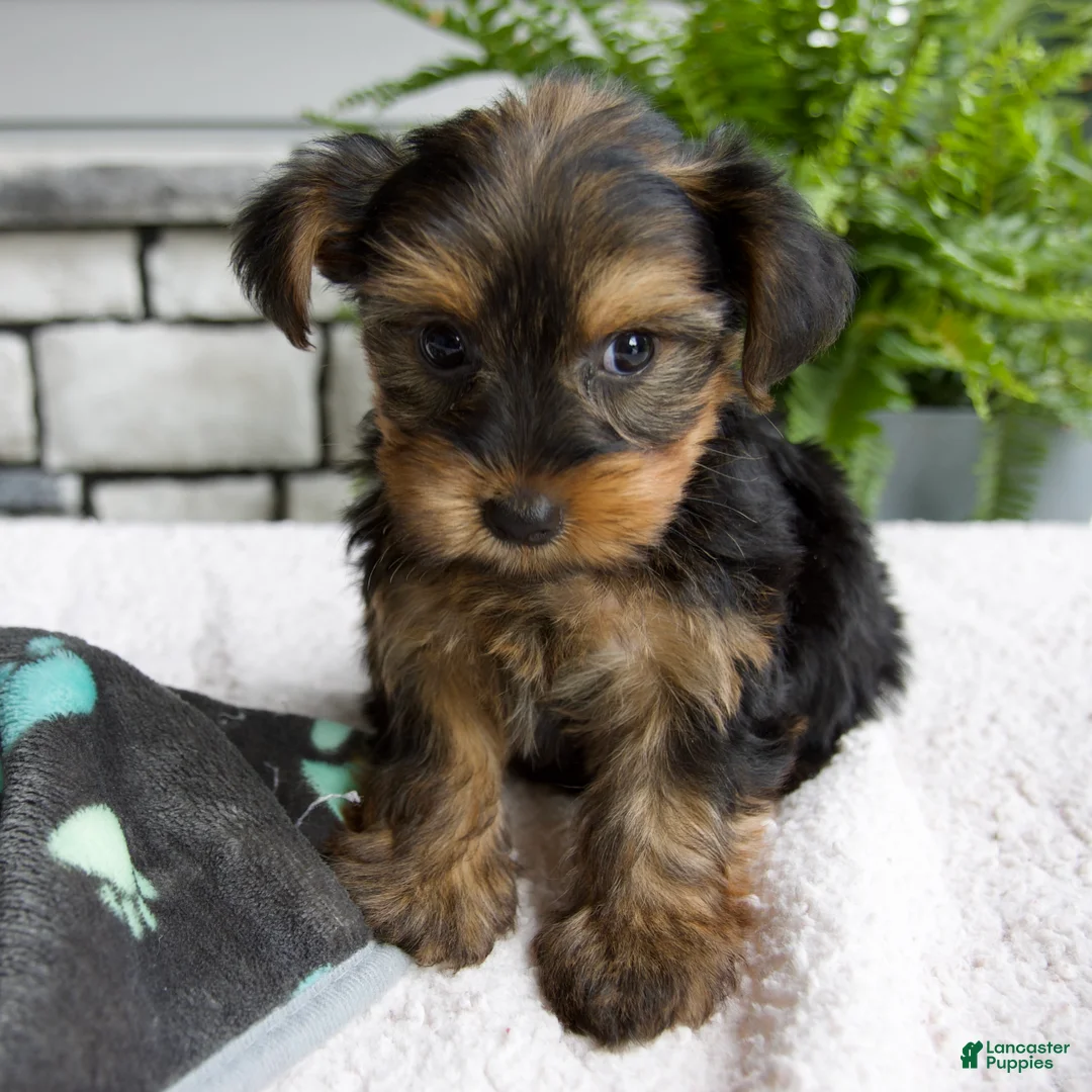 Morkie dogs for sale: Willow - Ad 1