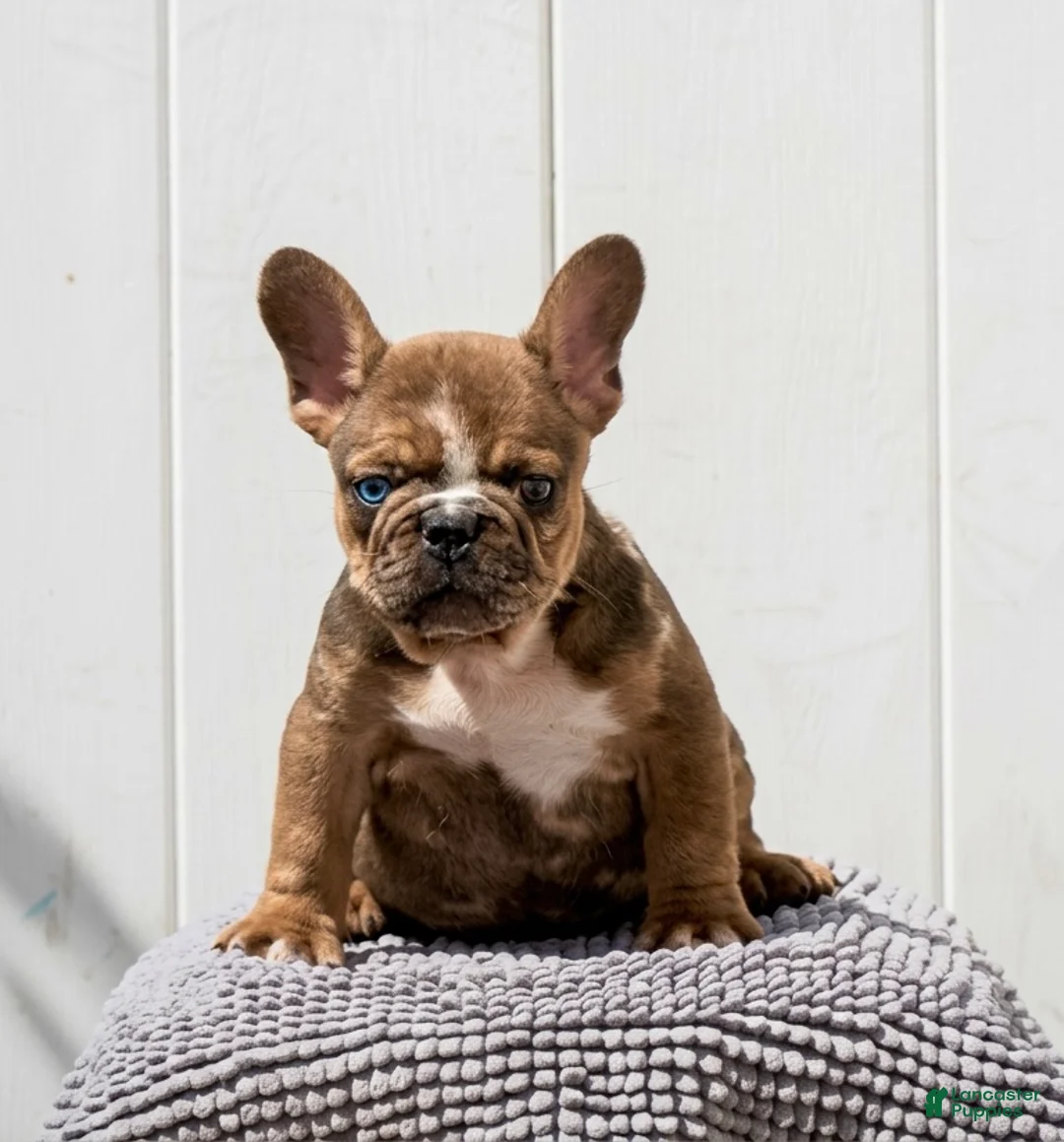French Bulldog dogs for sale: Frank Big Rope  - Ad 1