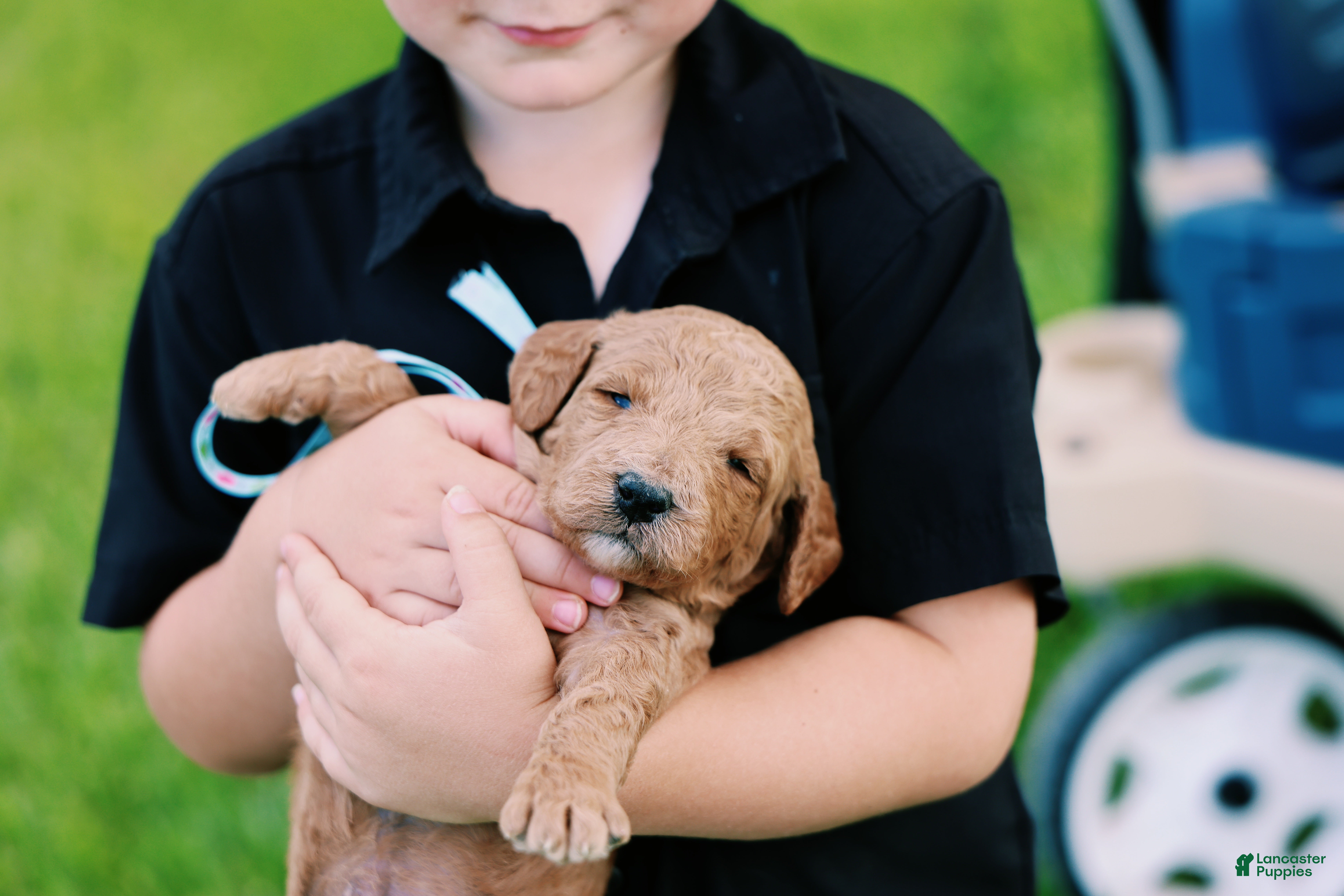 Mini Goldendoodle dogs Teddy - Ad 2