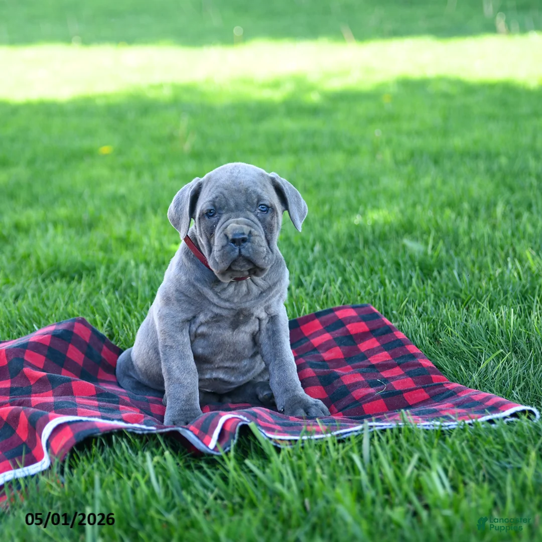 Cane Corso dogs for sale: Isabella - Ad 1