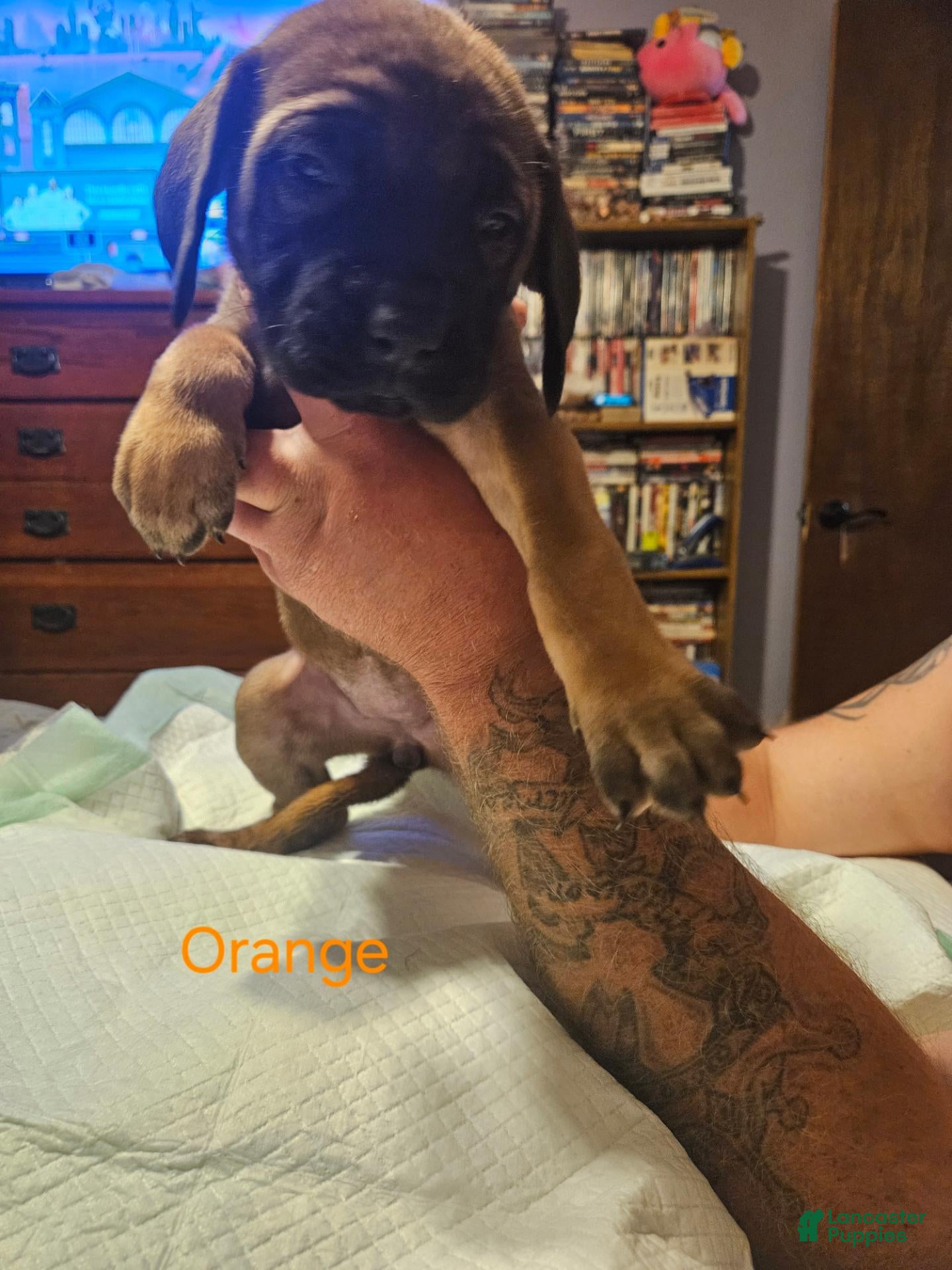 English Mastiff dogs English Mastiff 1 - Ad 21