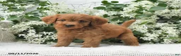 Goldendoodle dogs for sale: Jared - Ad 2