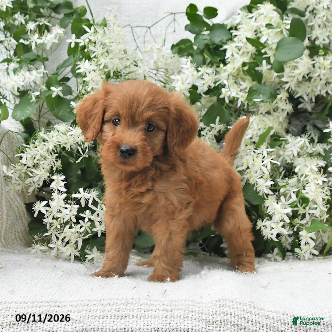 Goldendoodle dogs for sale: Jared - Ad 2