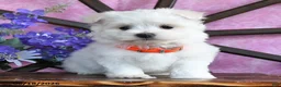 Maltese dogs for sale: Opal - Ad 3