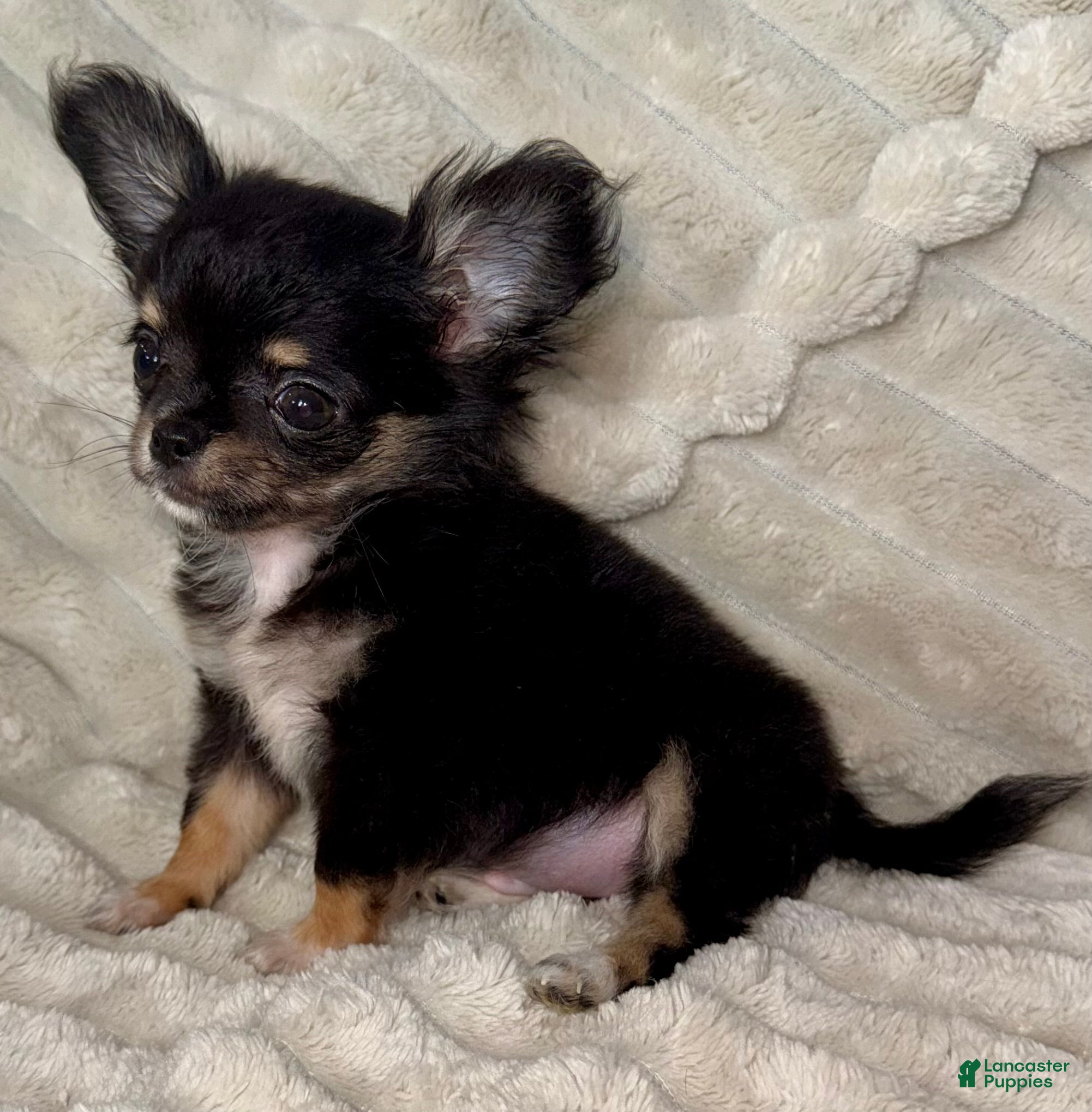 Chihuahua dogs Teacup longhair Apple head - Ad 2