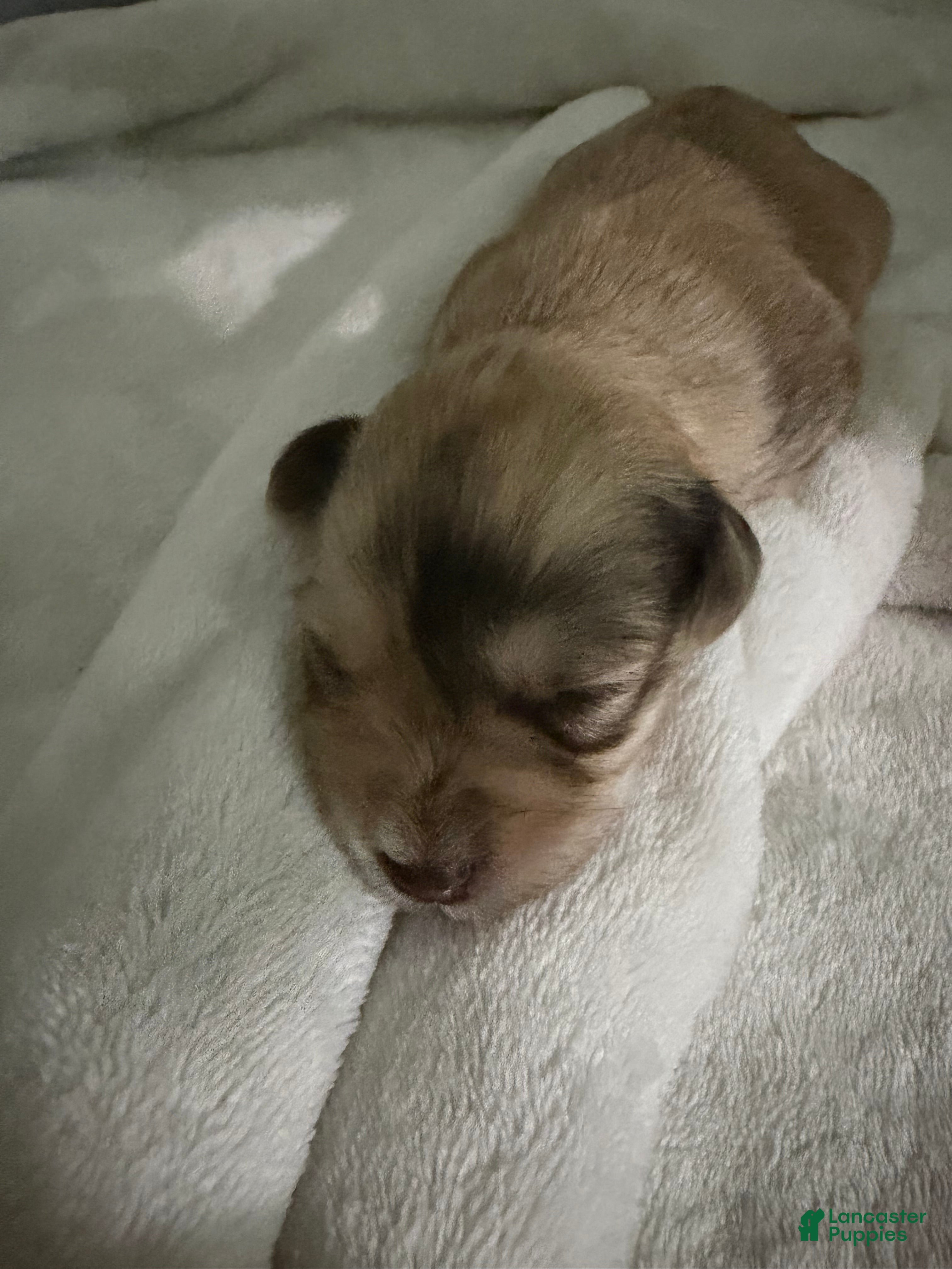 Miniature Schnauzer dogs Miniature Schnauzer Puppy 5 - Ad 5