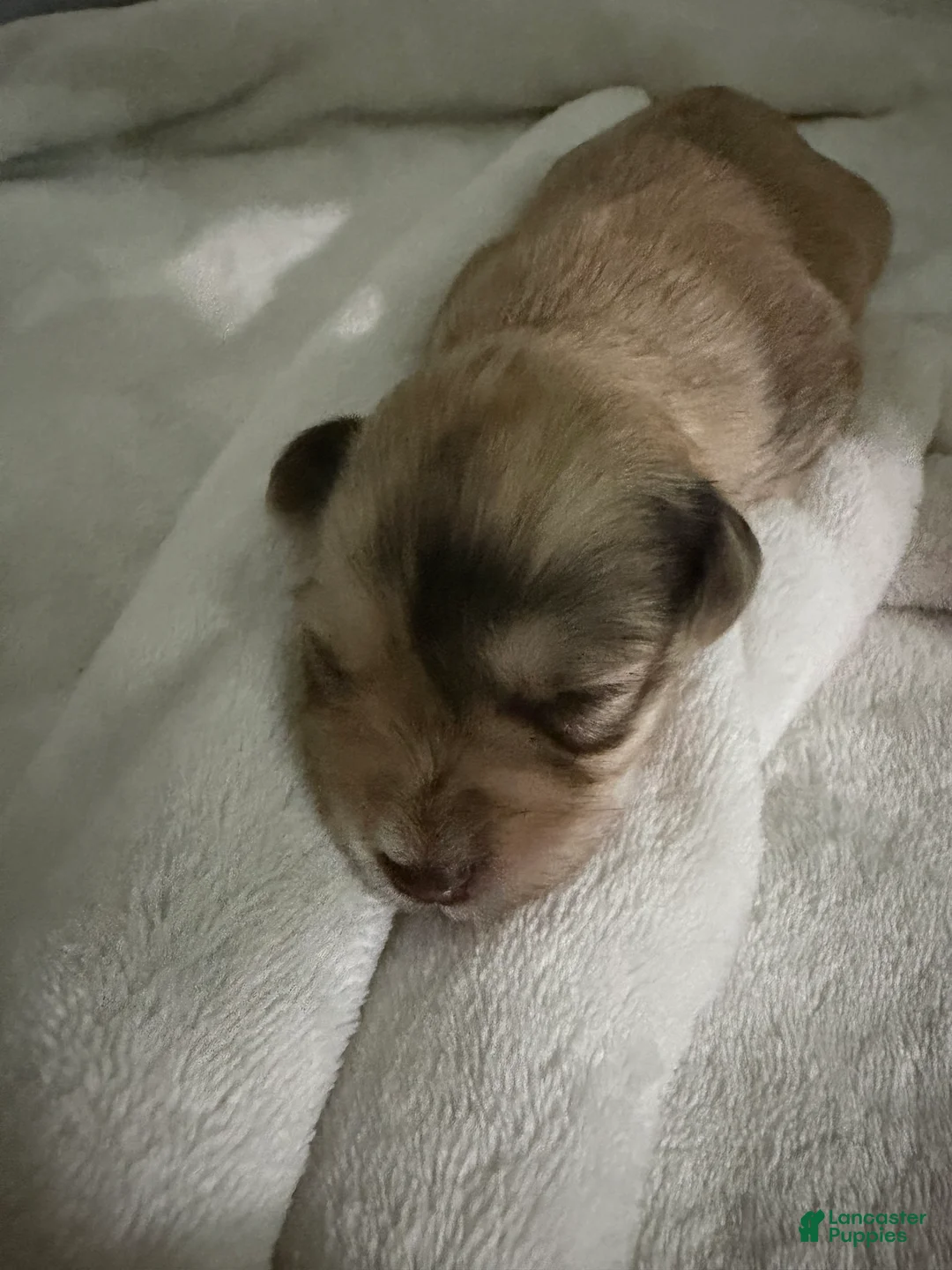 Miniature Schnauzer dogs for sale: Miniature Schnauzer Puppy 5 - Ad 1