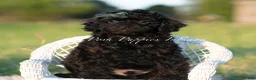 Toy Poodle dogs for sale: Shadow AKC - Ad 5