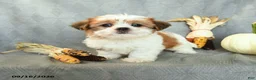 Shorkie dogs for sale: Snickers - Ad 4