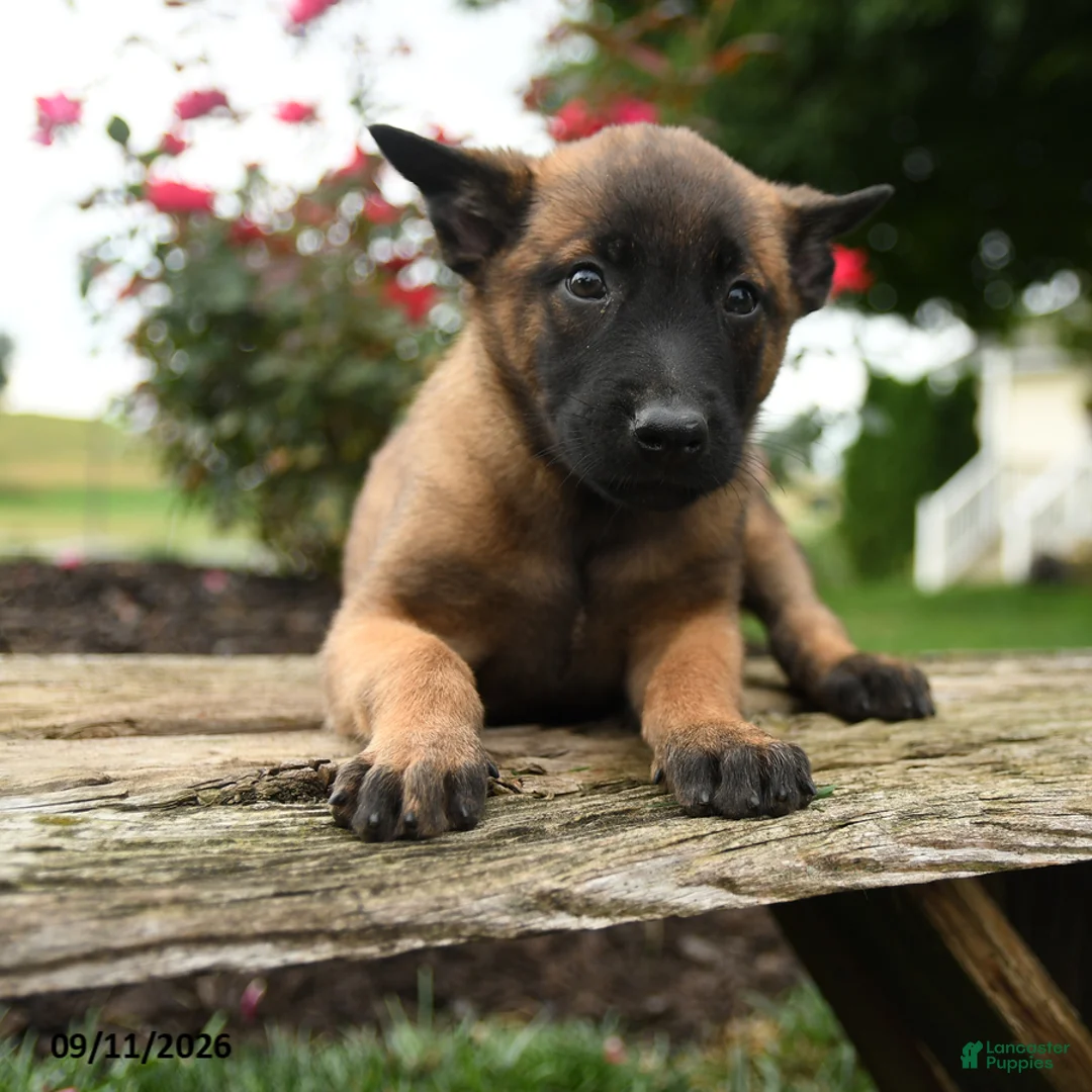 Belgian Malinois dogs for sale: Zara - Ad 3