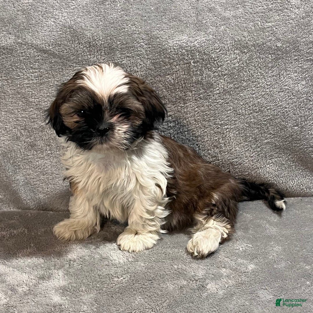 Shih Tzu dogs for sale: Harrison - Ad 1
