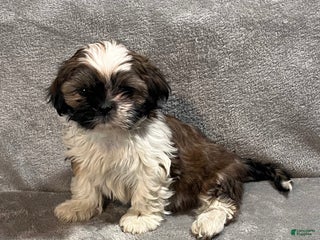 Shih Tzu dogs Harrison - Ad 26