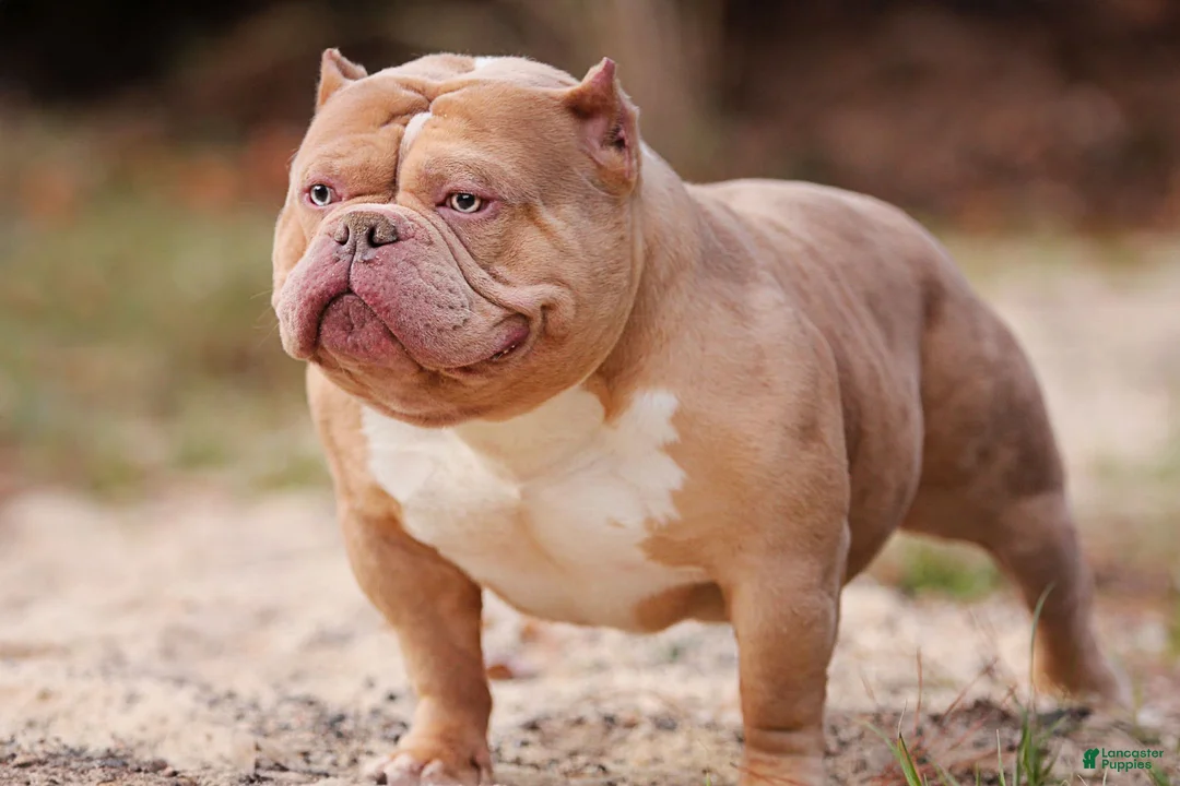 American Bully dogs for sale: Fawn Female - Ad 10