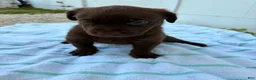 Labrador Retriever dogs for sale: Labrador Retriever Puppy 5 - Ad 5