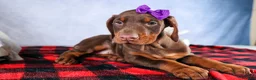 Doberman Pinscher dogs for sale: FANNIE - Ad 4