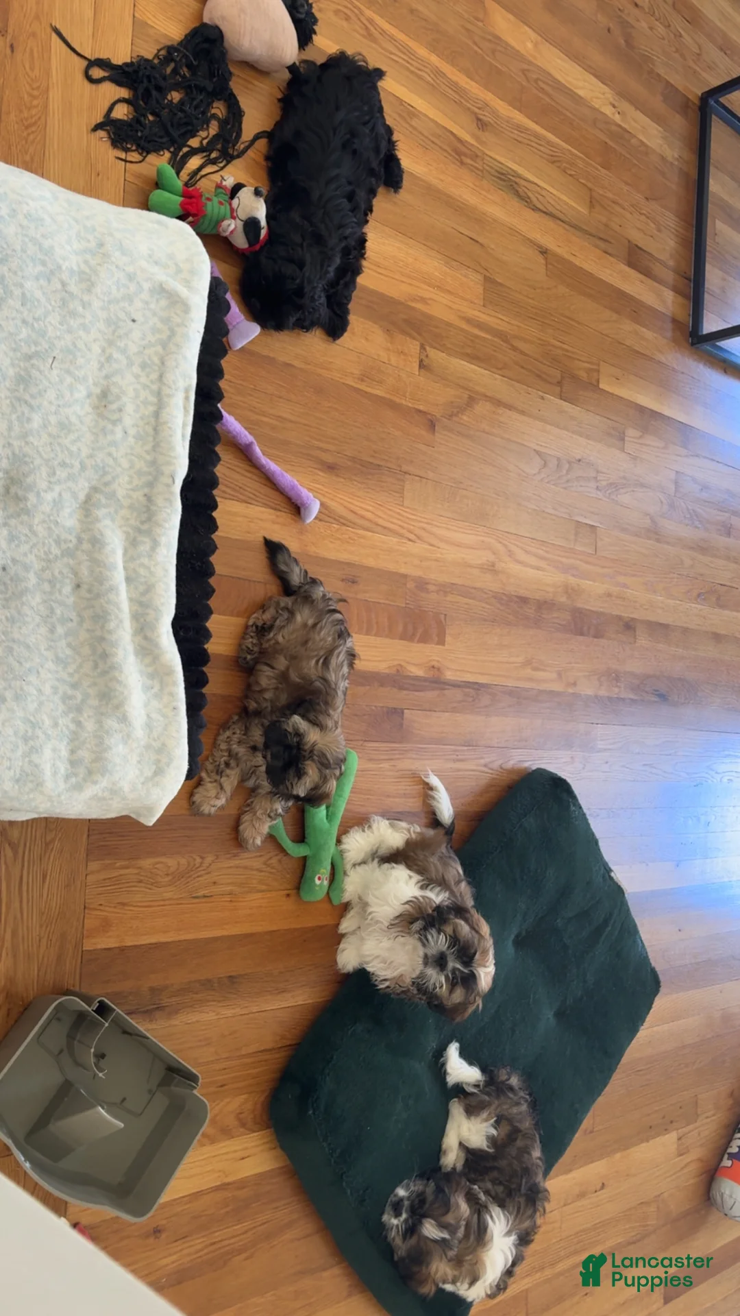 Shih Tzu dogs for sale: Onyx - Ad 8