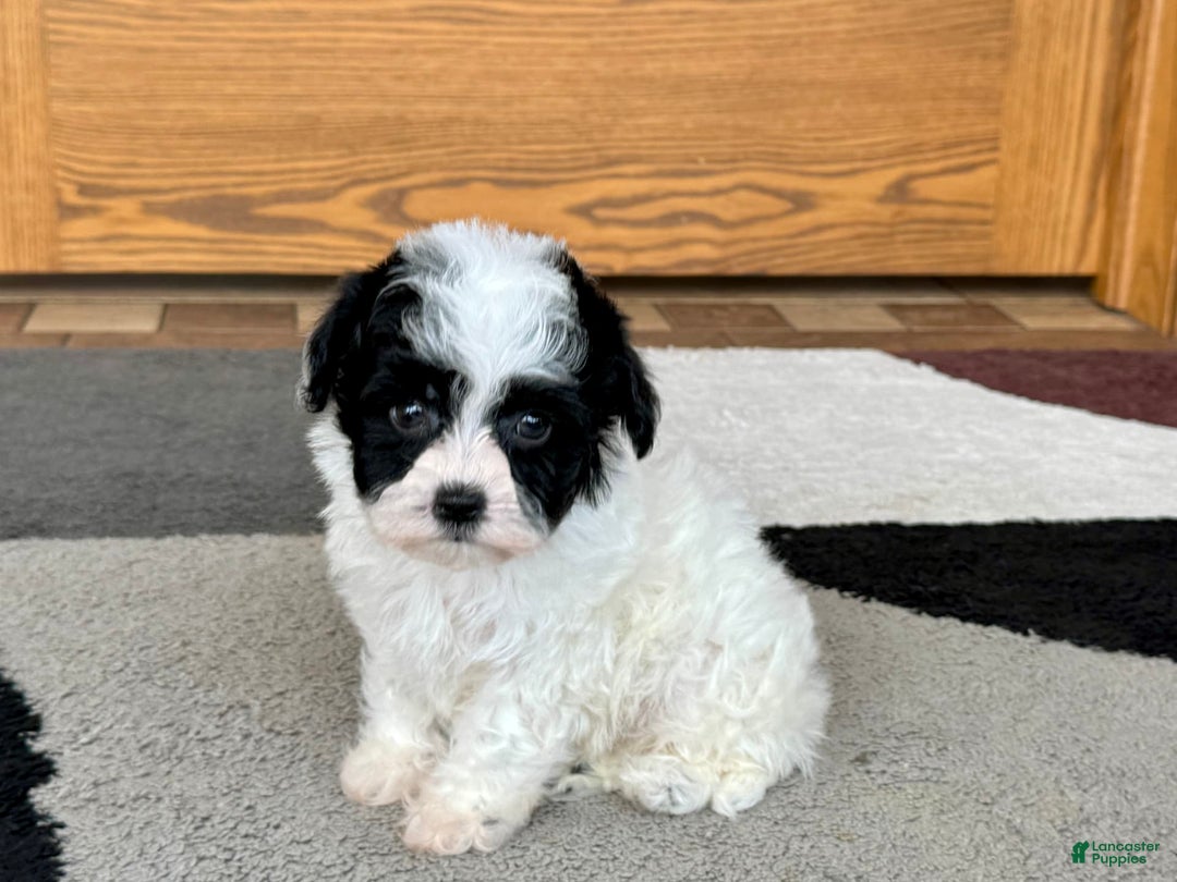 Havanese dogs for sale: Nathan - Ad 10