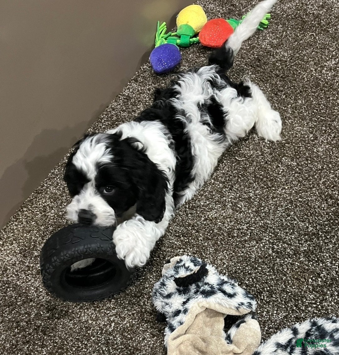 Cockapoo dogs for sale: Milo - Ad 4