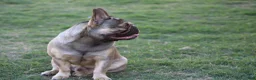 French Bulldog dogs for sale: French Bulldog 5 - Ad 11