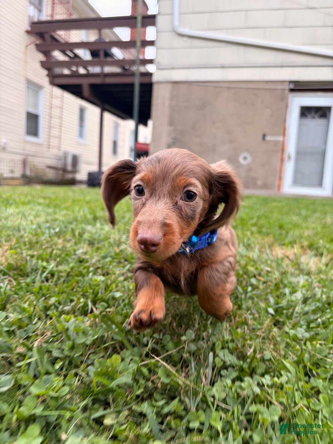 Miniature Dachshund dogs for sale: ButterBall - Ad 2