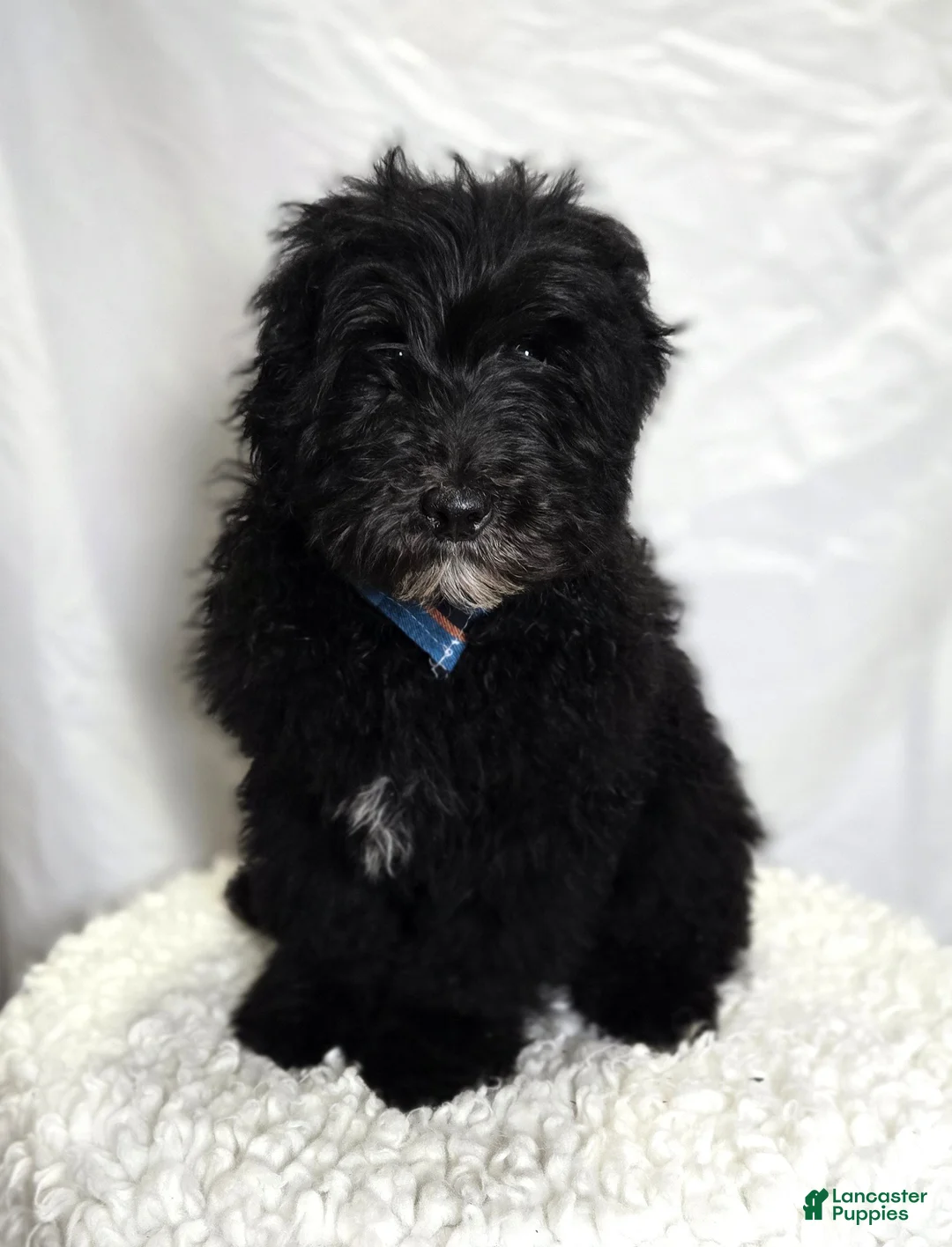 Mini Sheepadoodle dogs for sale: Kade - Ad 3