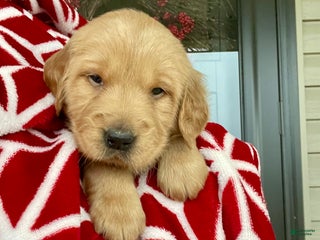 Golden Retriever dogs Copper - Ad 16