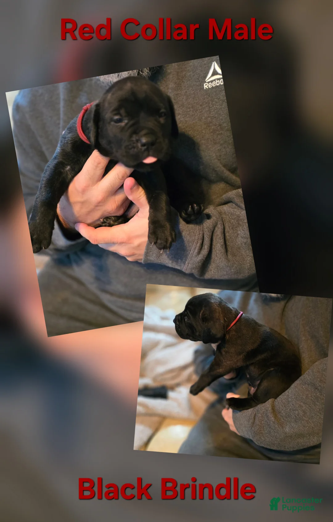 Cane Corso dogs for sale: Cane Corso Puppy 4 - Ad 10