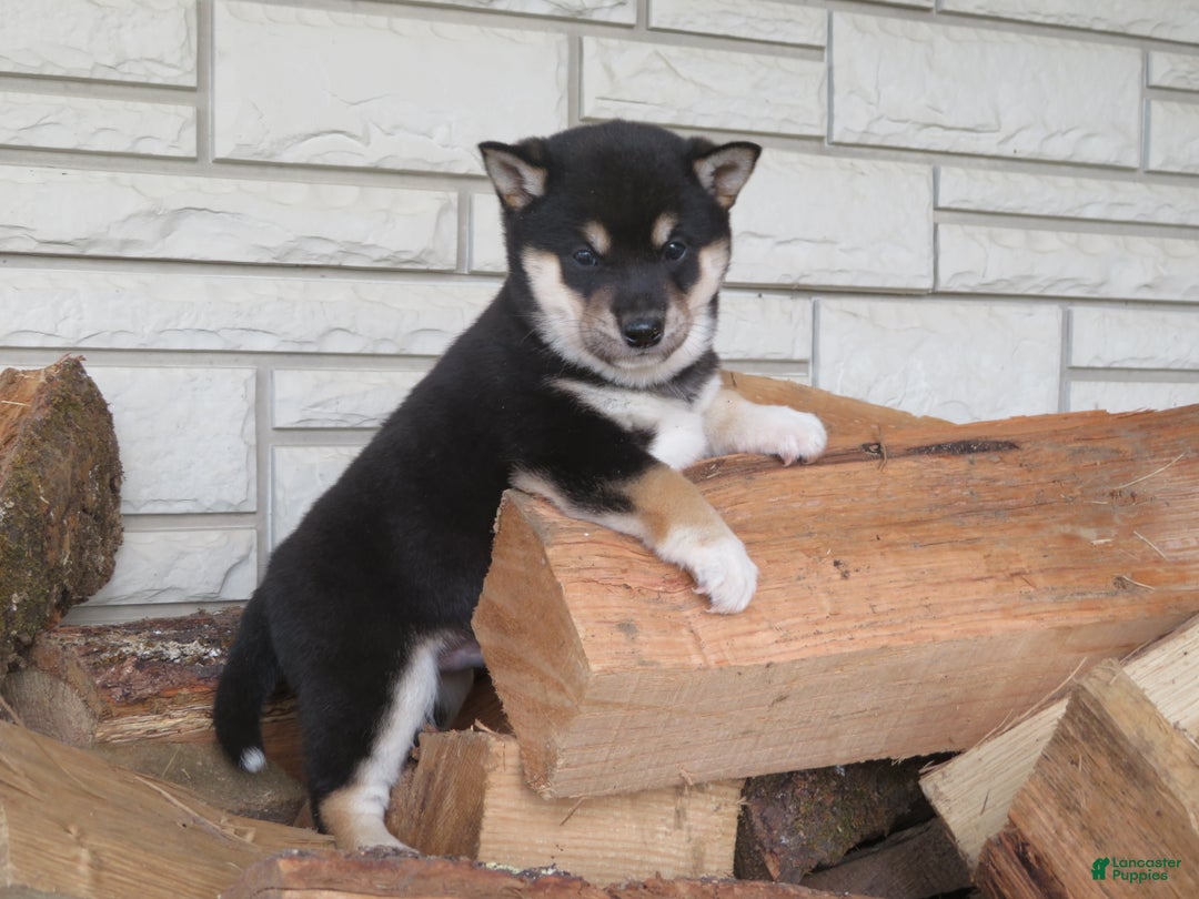 Shiba Inu dogs for sale: Shiba Inu Puppy 3 Landers - Ad 3