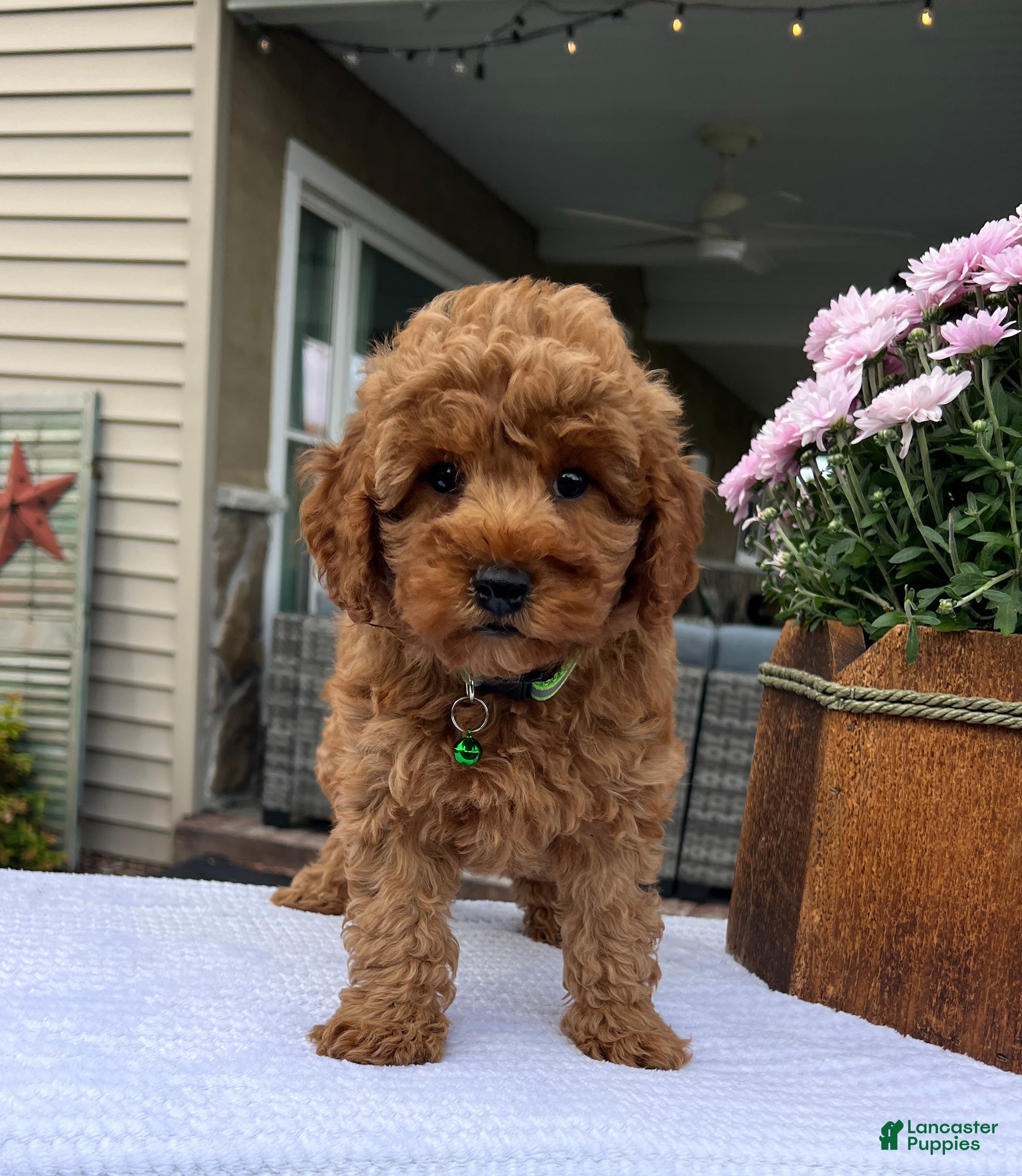 Mini Goldendoodle dogs Skye - Ad 2