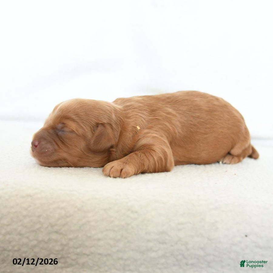 Cavapoo dogs Buddy - Ad 2